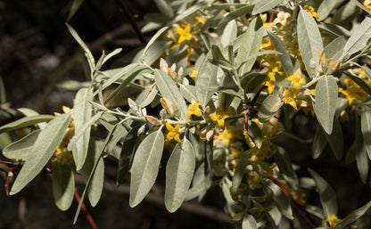 10 American Silverberry (Elaeagnus Commutata) Seeds