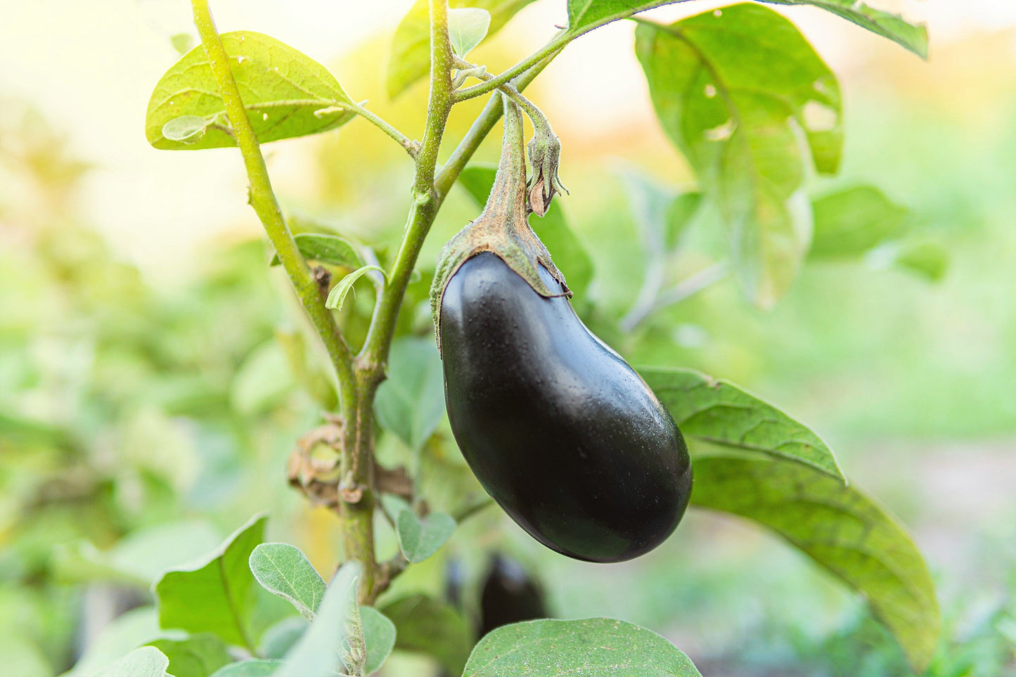 1000 Black Beauty Eggplant (Solanum Melongena Esculentum) Seeds