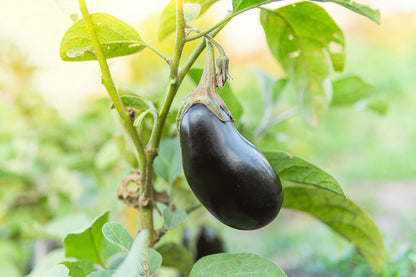 1000 Black Beauty Eggplant (Solanum Melongena Esculentum) Seeds
