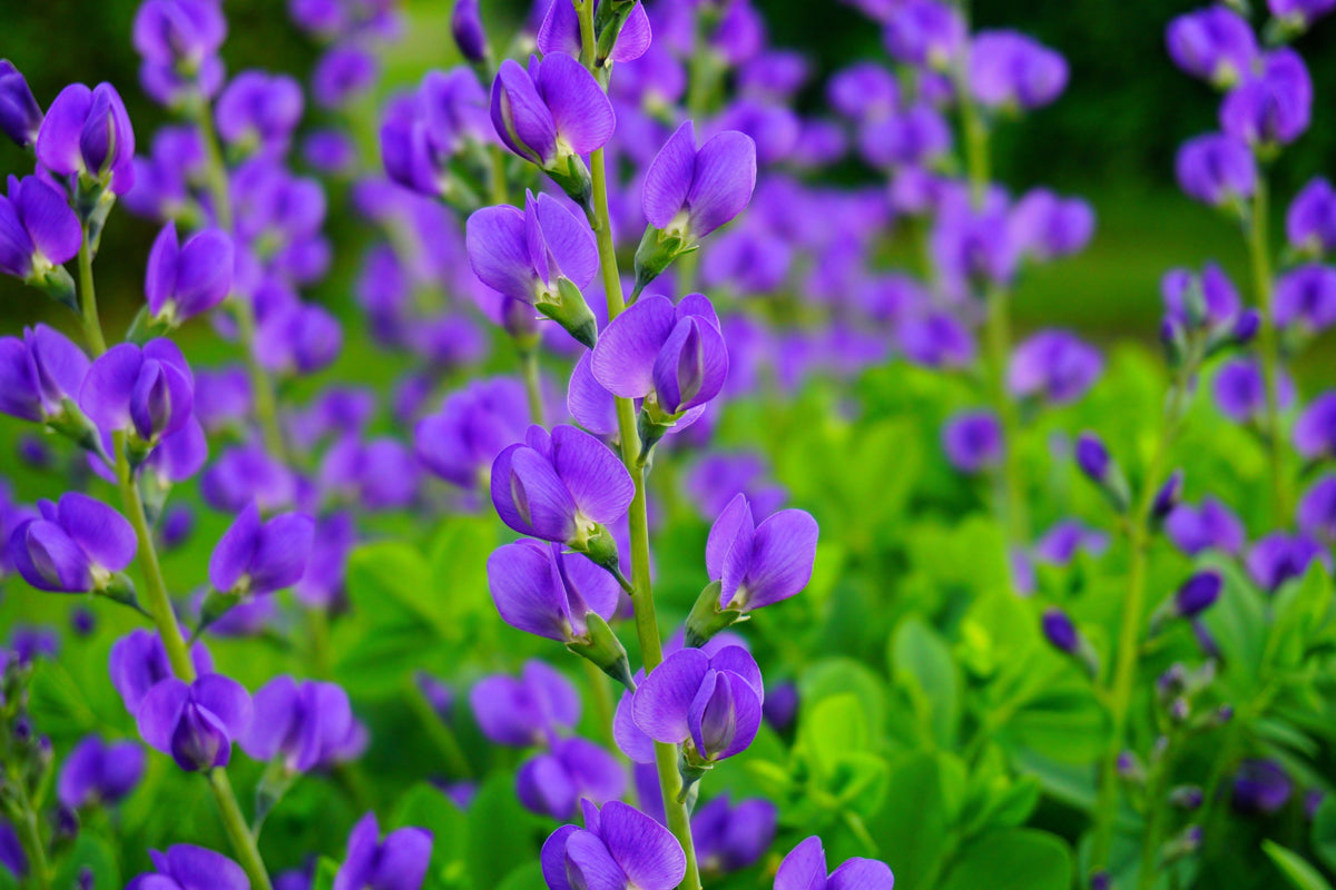 Blue Wild Indigo (Baptisia australis) Seeds – 50 ct