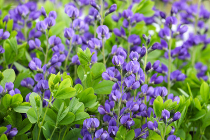 Blue Wild Indigo (Baptisia australis) Seeds – 50 ct