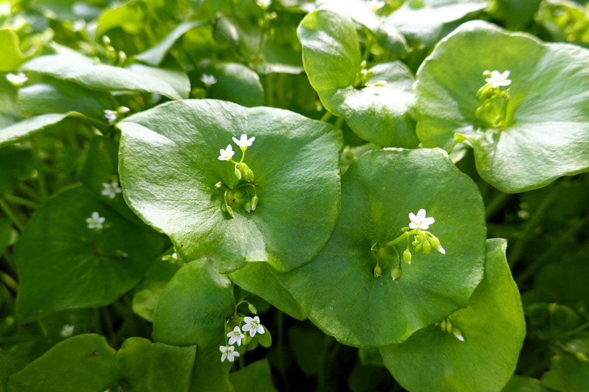 100 MINER'S LETTUCE Winter Purslane Spinach Claytonia Perfoliata Vegetable Seeds