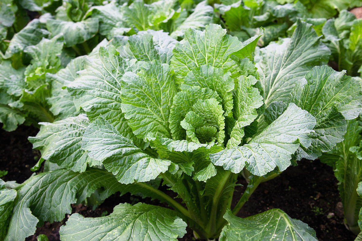 Michihili Chinese Cabbage (Brassica rapa var. pekinensis) Seeds – 500 ct