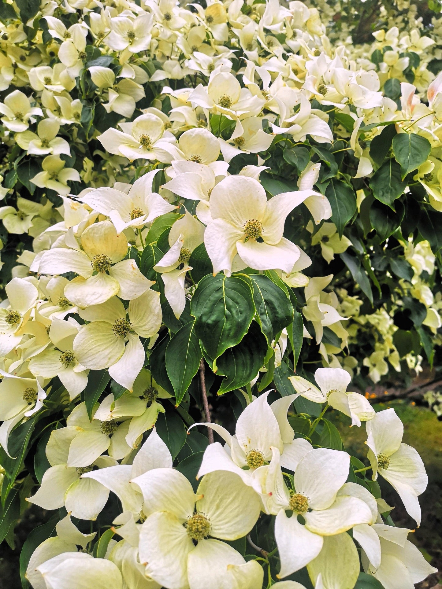 20 Himalayan Dogwood (Cornus Capitata) Seeds