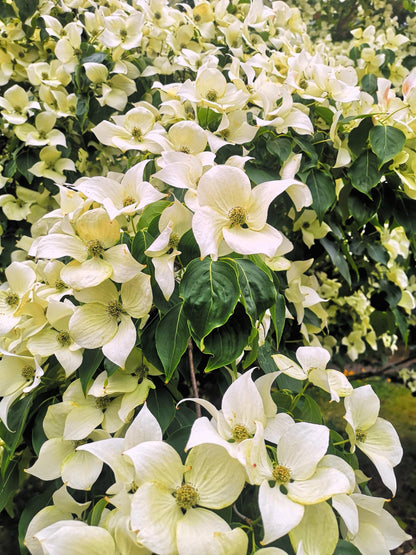 20 Himalayan Dogwood (Cornus Capitata) Seeds