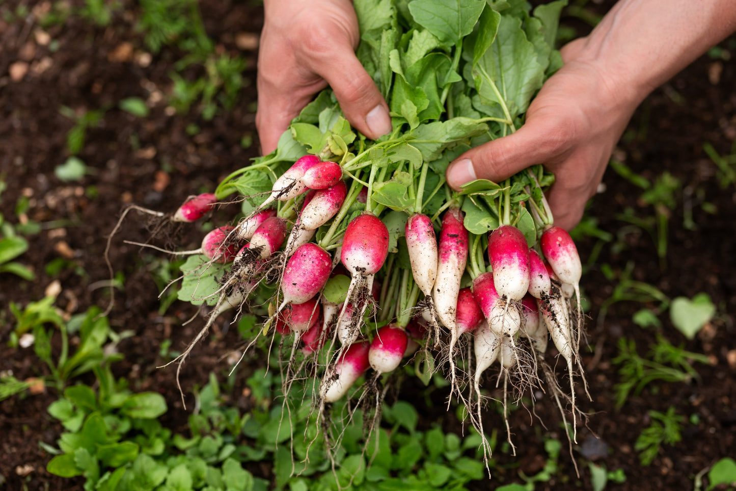 750 French Breakfast Radish (Raphanus Sativus) Seeds