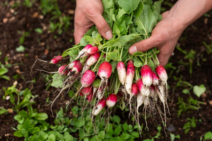 750 French Breakfast Radish (Raphanus Sativus) Seeds