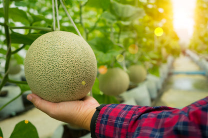 200 Iroquois Cantaloupe Melon (Cucumis Melo) Seeds