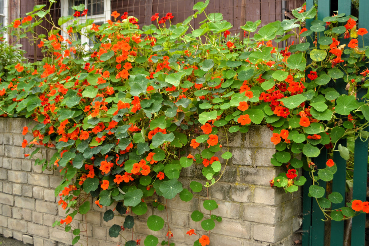 50 Mixed Colors Dwarf Jewel Nasturtium (Tropaeolum Minus) Seeds