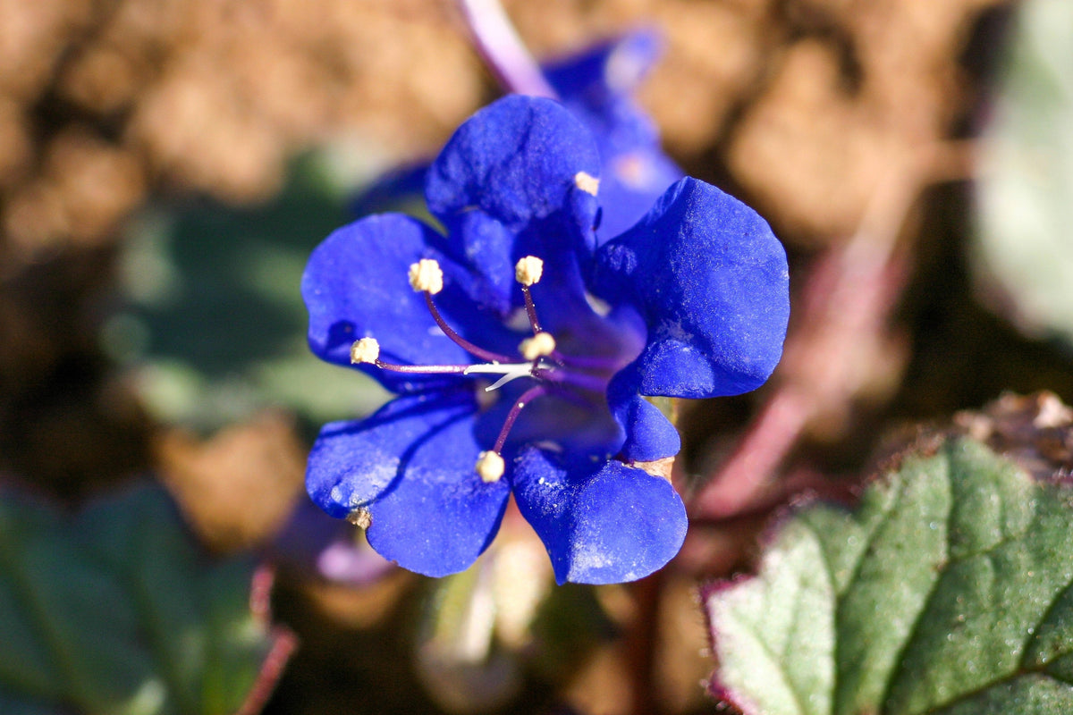 200 CALIFORNIA BLUEBELL (Wild Canterbury Bells / Desert Blue Bell) Phacelia Campanularia Flower Seeds
