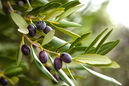 10 Canino Olive Tree (Olea Europaea Canino) Seed