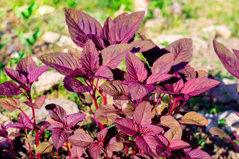 500 Red Garnet Amaranth (Amaranthus Tricolor) Seeds