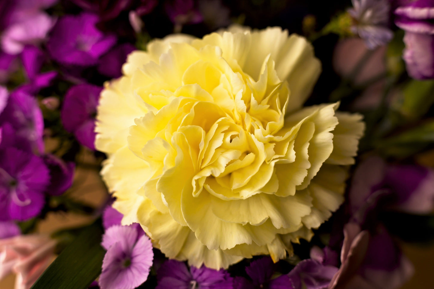 50 Yellow Carnation (Dianthus Caryophyllus ) Seeds