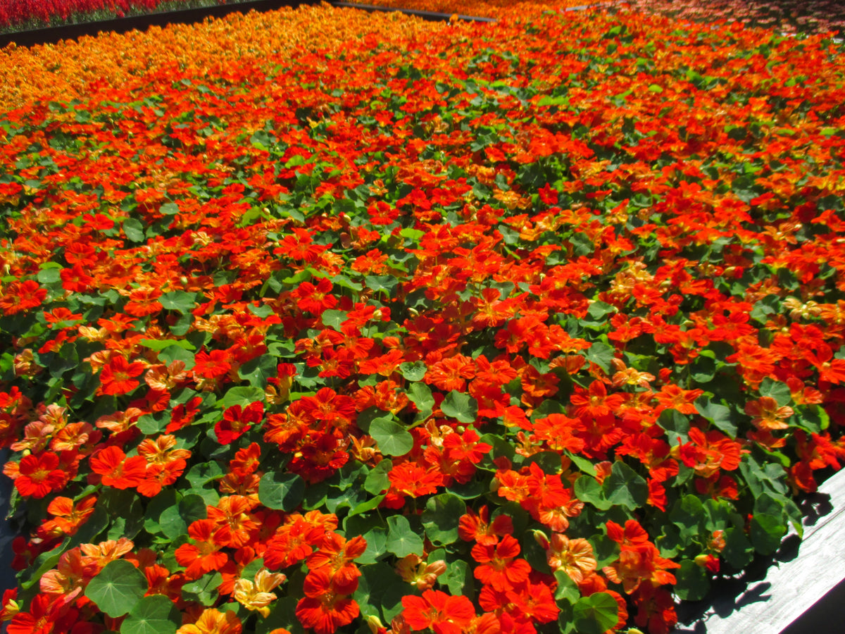 50 Mixed Colors Dwarf Jewel Nasturtium (Tropaeolum Minus) Seeds