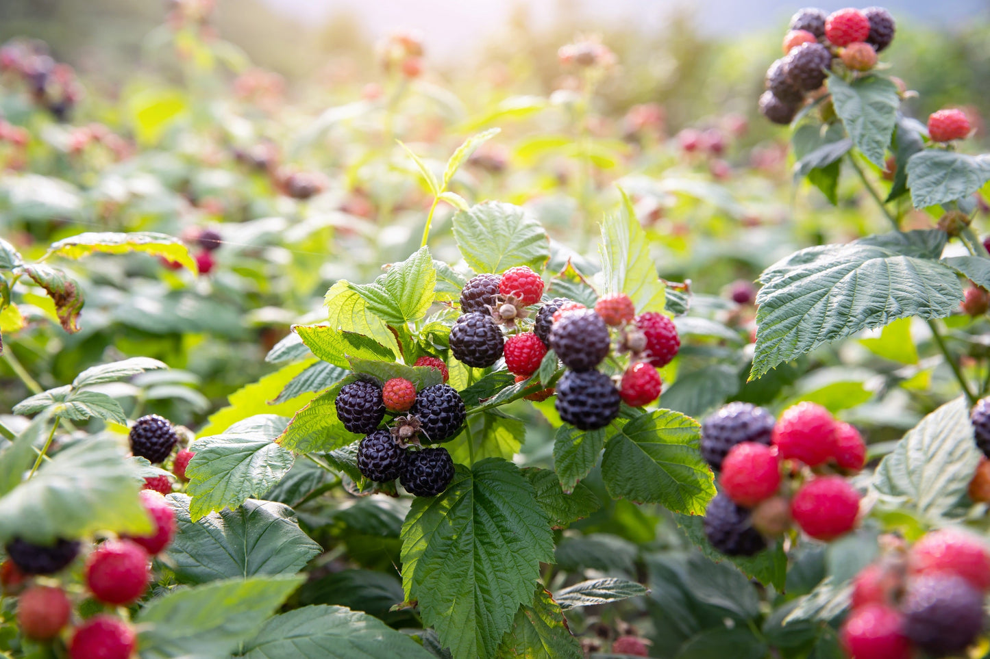 50 Black Raspberry (Rubus Leucodermis) Seeds