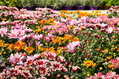 50 Mixed Colors Indian Chrysanthemum (Chrysanthemum Indicum) Seeds