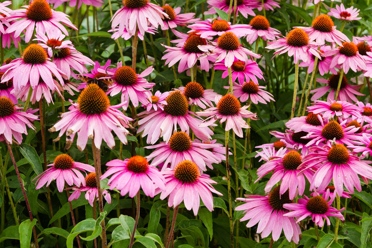 50 PINK BABY CONEFLOWER Echinacea Pallida Flower Seeds