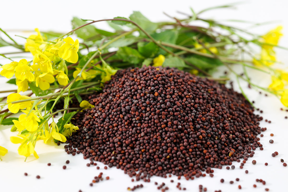 1000 BROWN MUSTARD Brassica Juncea Vegetable Herb Seeds