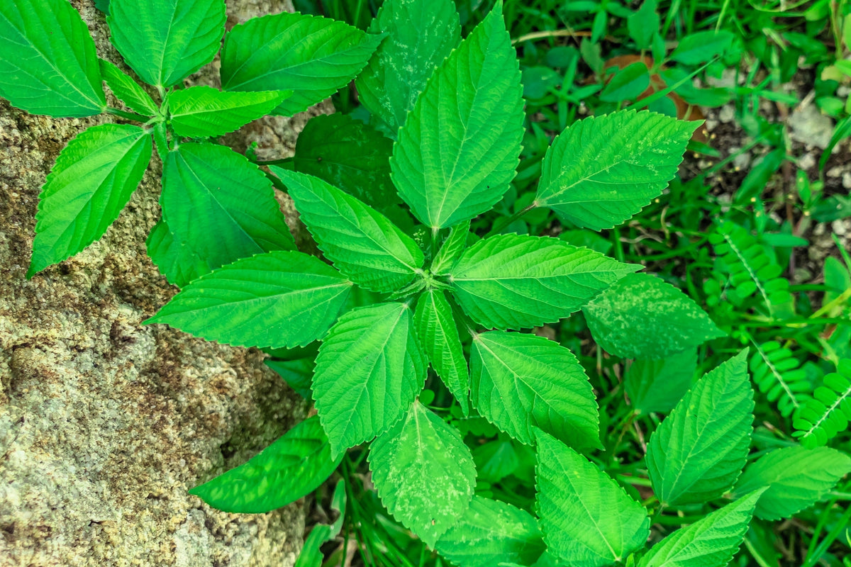 American Ginseng (Panax quinquefolius) Seeds – 25 ct