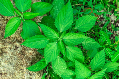 American Ginseng (Panax quinquefolius) Seeds – 25 ct