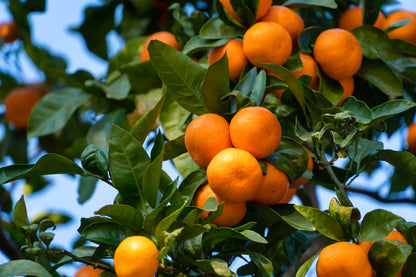 20 TANGERINE Mandrin Orange Citrus Reticulata Fruit Tree Seeds