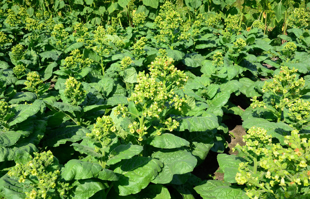 Aztec Tobacco (Nicotiana rustica) Seeds – 250 ct