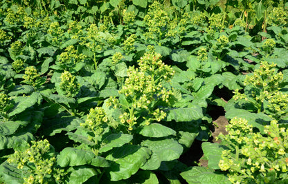 Aztec Tobacco (Nicotiana rustica) Seeds – 250 ct