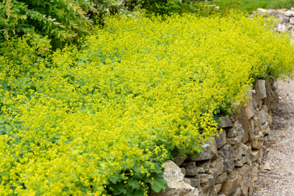 100 Lady's Mantle (Alchemilla Mollis) Seeds
