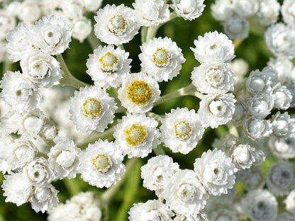 Pearly Everlasting (Anaphalis margaritacea) Seeds – 100 ct