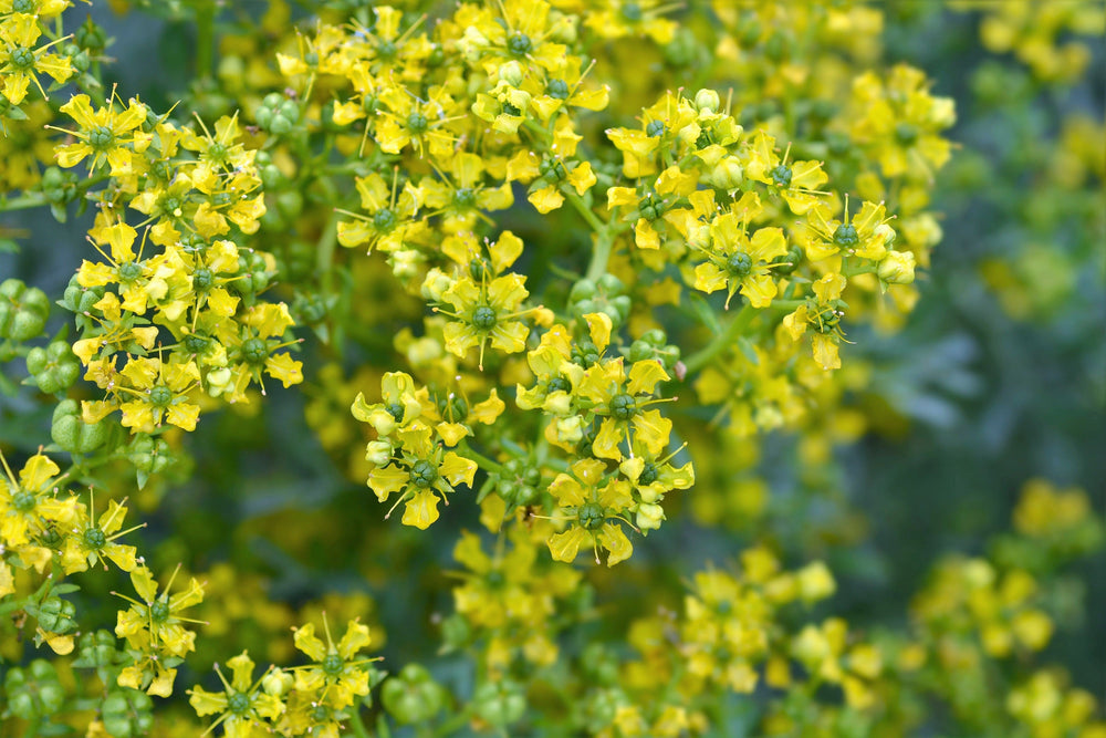 50 Yellow Rue (Ruta Graveolens) Seeds
