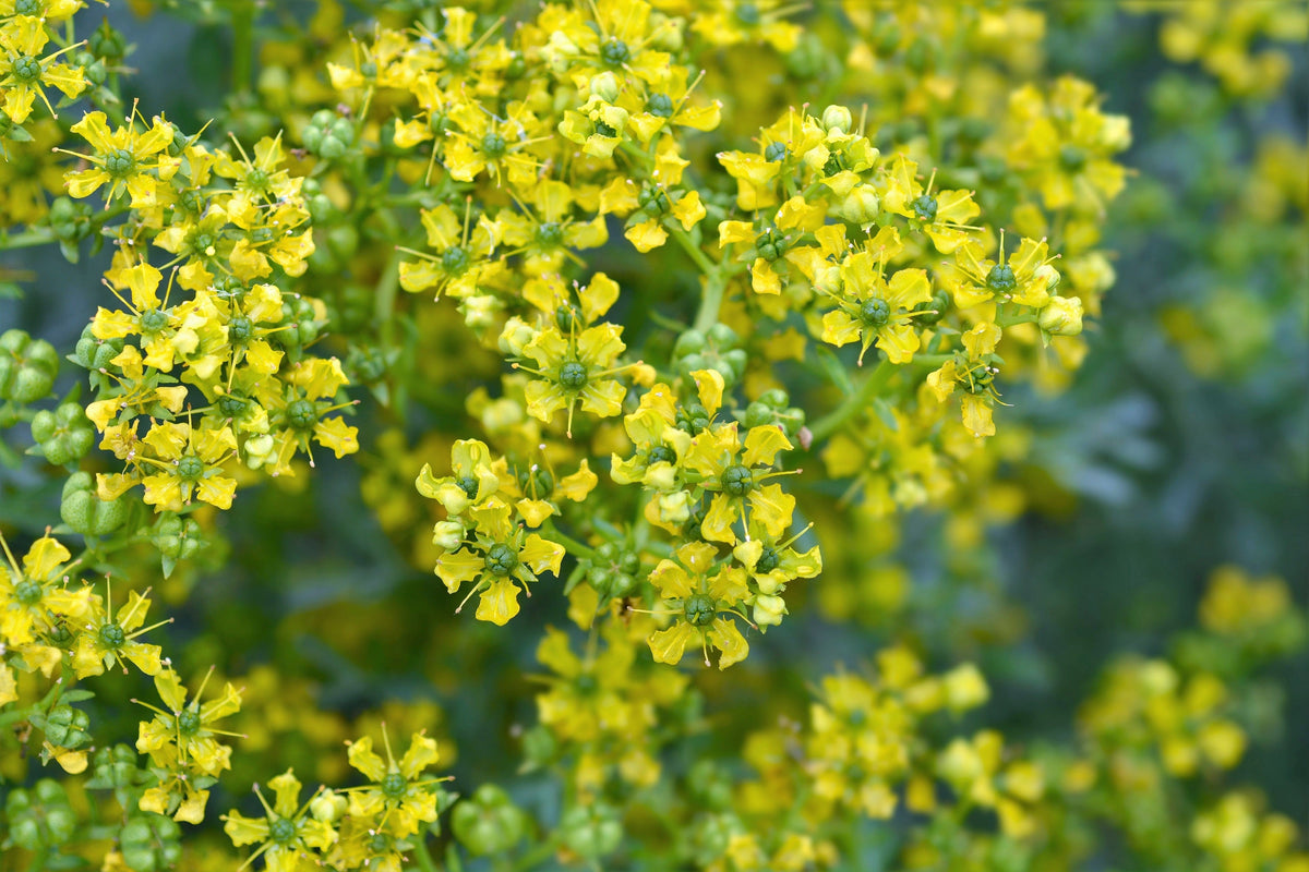 50 Yellow Rue (Ruta Graveolens) Seeds