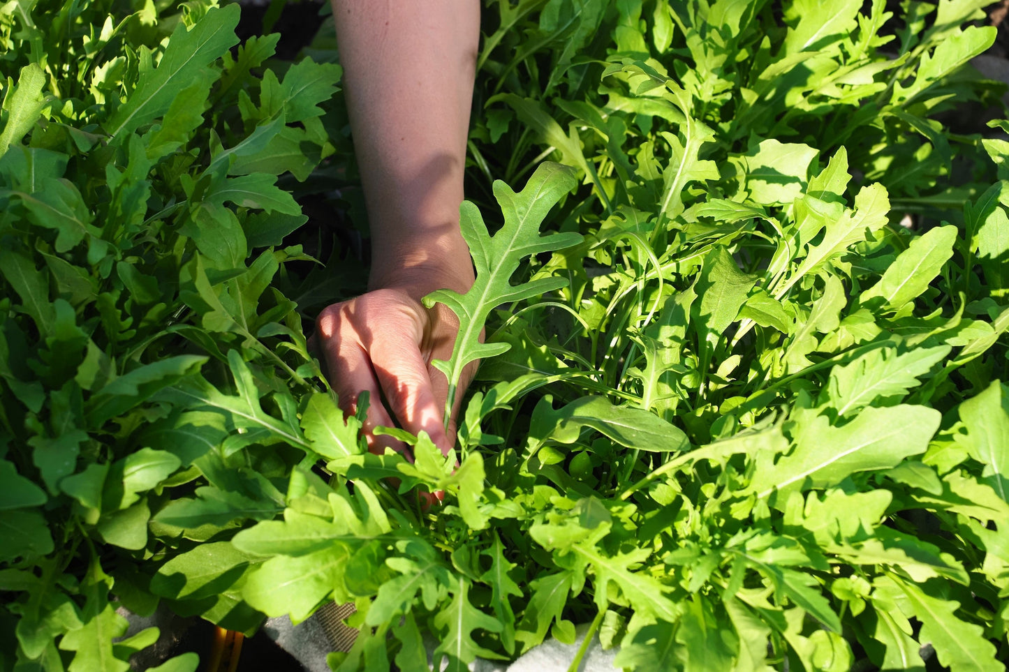 2000 Arugula (Eruca Vesicaria Sativa) Seeds