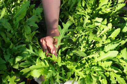 2000 Arugula (Eruca Vesicaria Sativa) Seeds