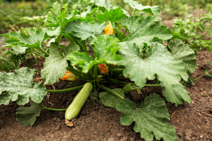 30 GRAY ZUCCHINI Heirloom Summer Bush Squash Cucurbita Pepo Vegetable Seeds