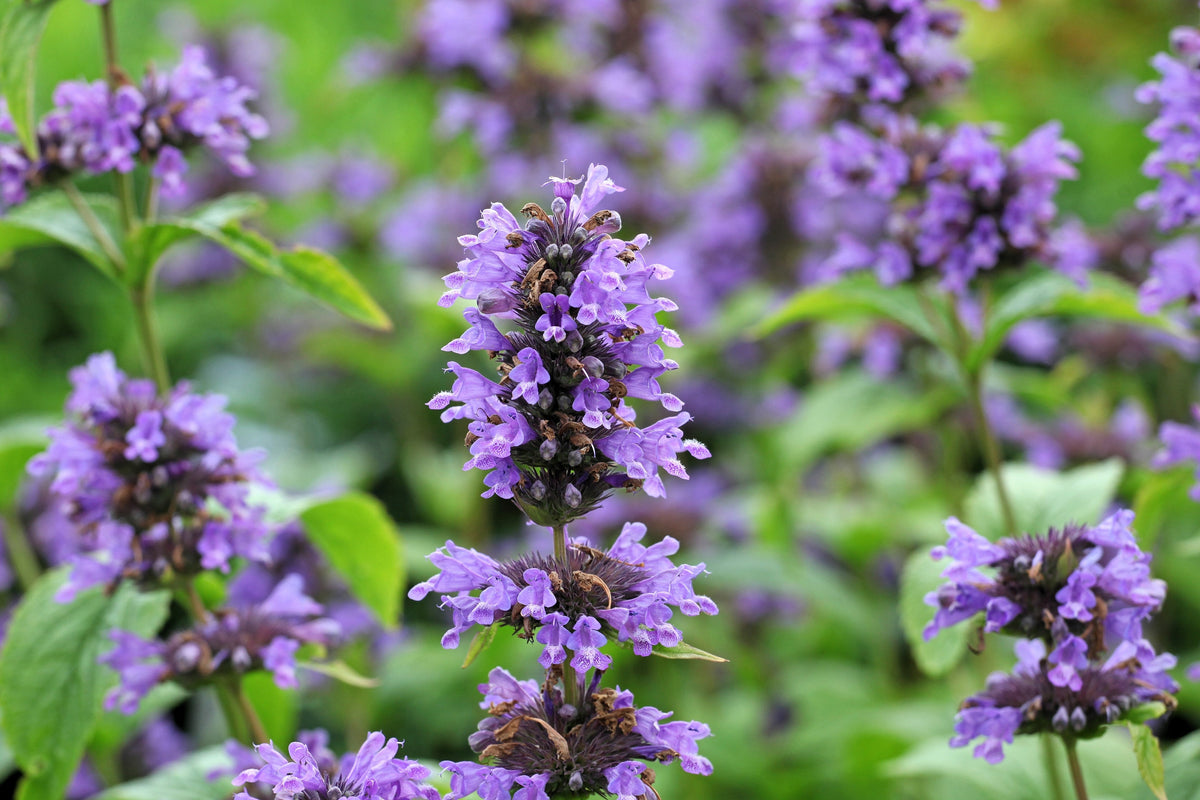 Anise Hyssop (Agastache foeniculum) Seeds – 500 ct