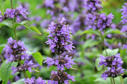 Anise Hyssop (Agastache foeniculum) Seeds – 500 ct