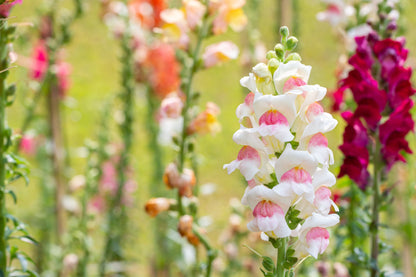 500 Apple Blossom Snapdragon( Antirrhinum Majus) Seeds