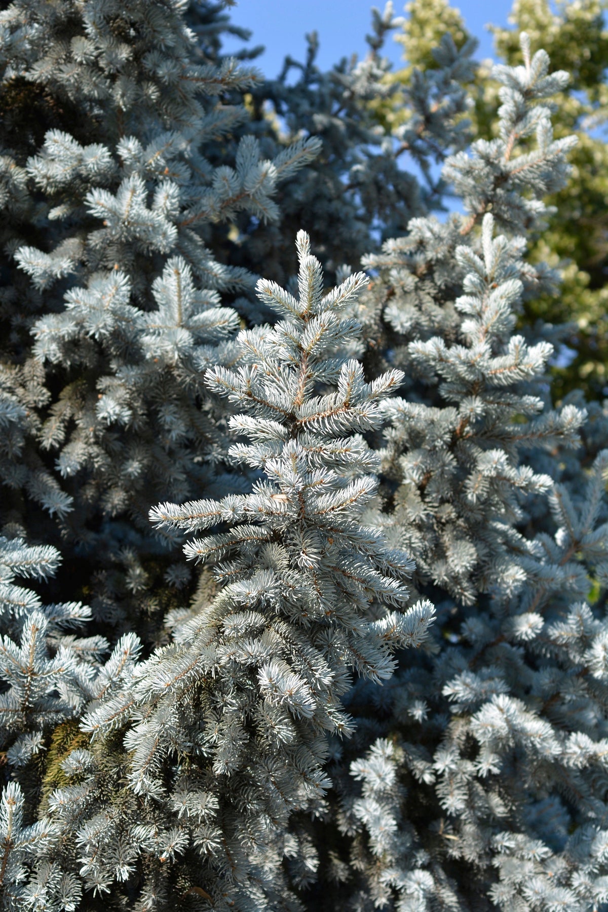 Colorado Blue Spruce (Picea pungens) Seeds – 50 ct
