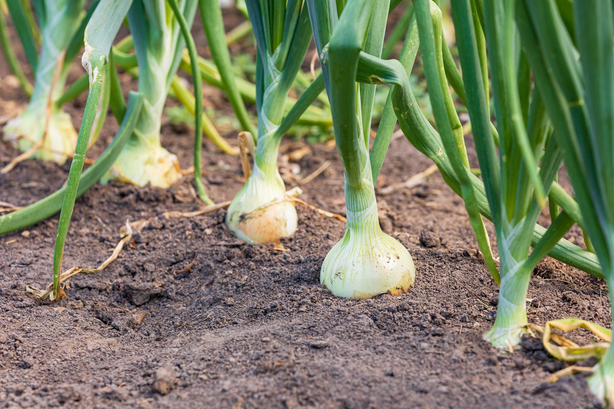 Eclipse White Sweet Onion (Allium cepa) Seeds – 250 ct