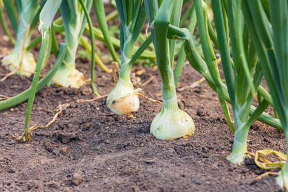 Eclipse White Sweet Onion (Allium cepa) Seeds – 250 ct