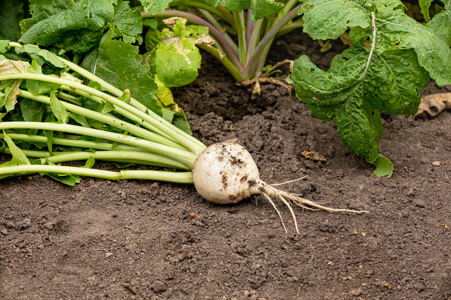 300 White Egg Turnip (Brassica Rapa) Seeds