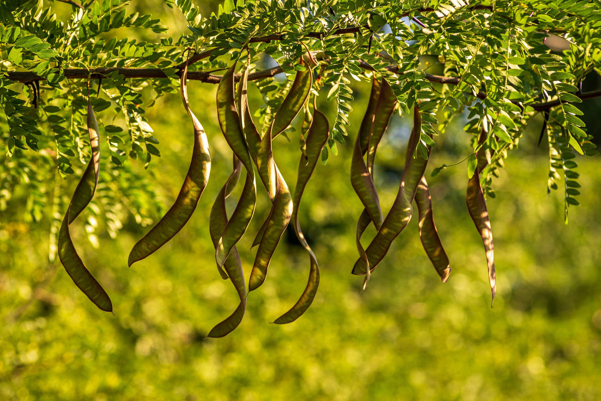 10 Thornless Honeylocust (Gleditsia Triacanthos Inermis) Seeds