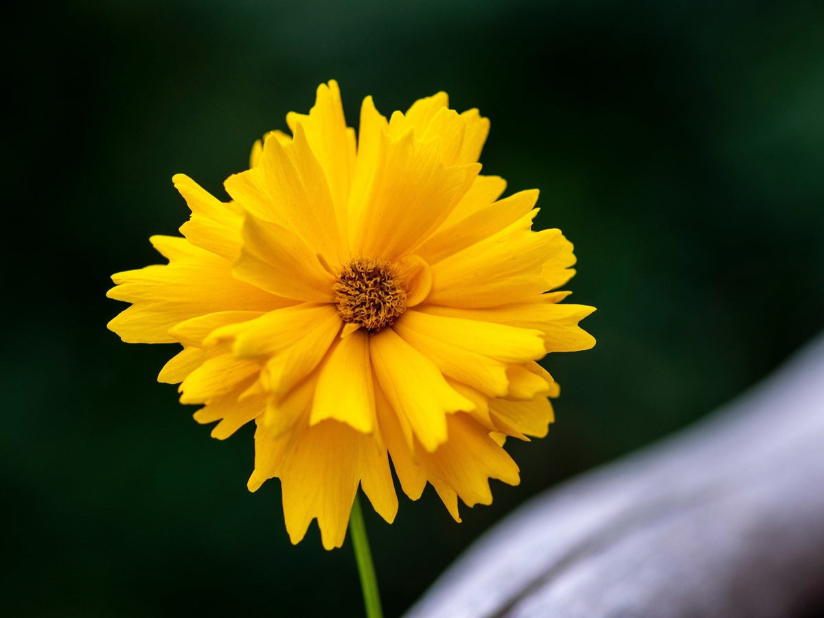Lanceleaf Coreopsis (Coreopsis lanceolata) Seeds – 1,000 ct