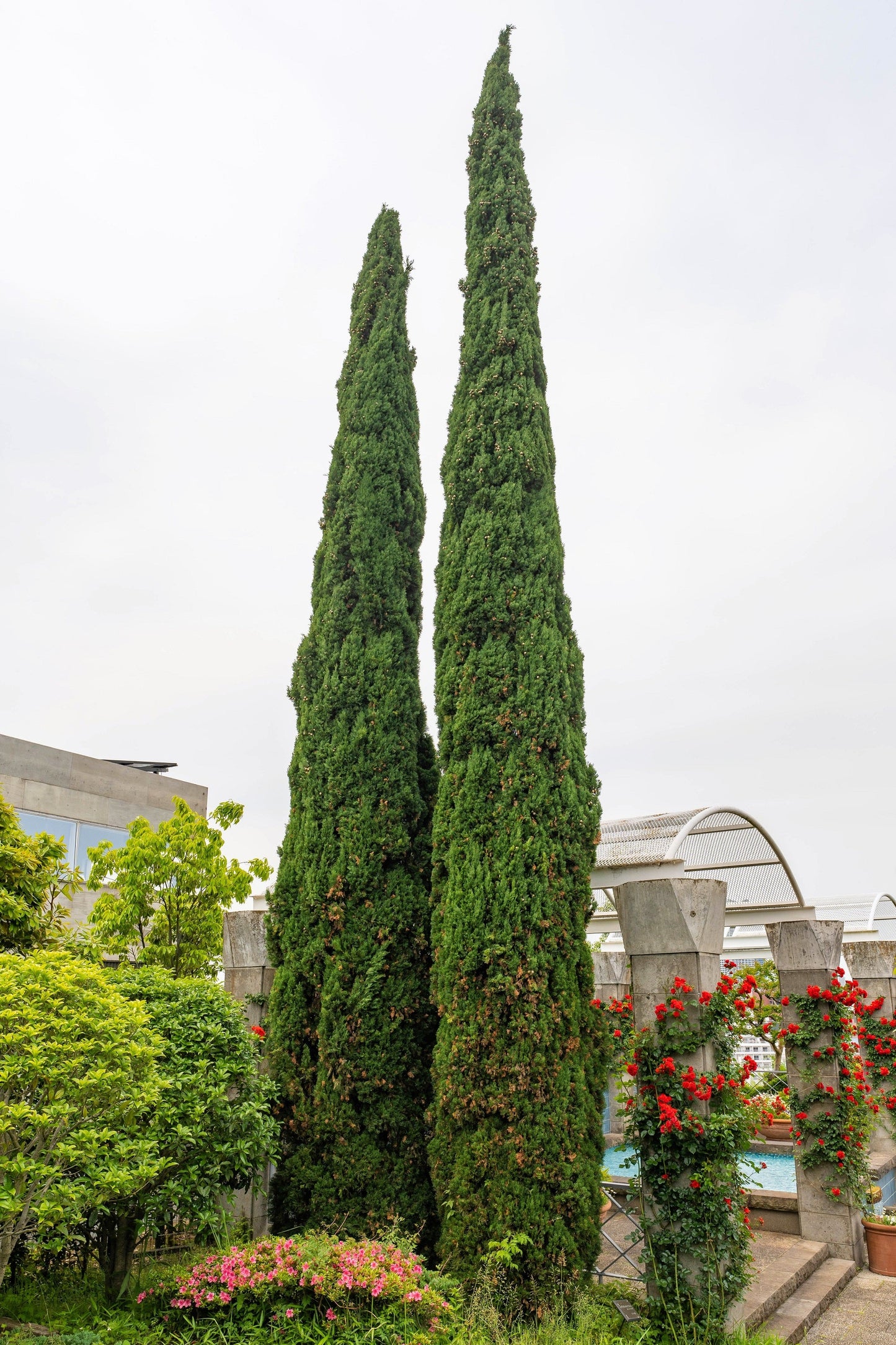 20 Mediterranean Cypress (Cupressus Sempervirens Stricta) Seeds
