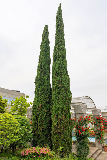 20 Mediterranean Cypress (Cupressus Sempervirens Stricta) Seeds