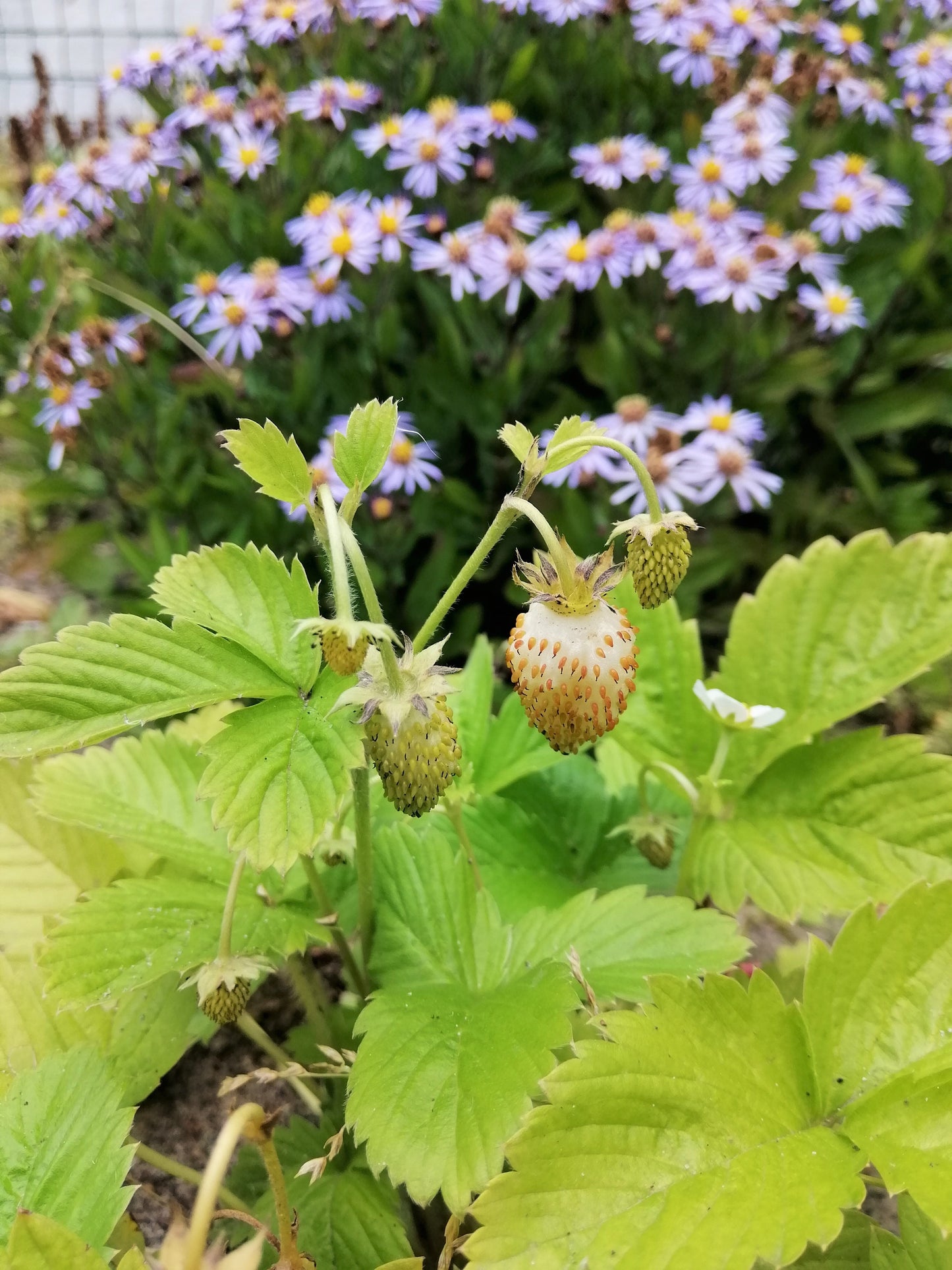 100 Yellow Wonder Strawberry (Fragaria Vesca) Seeds