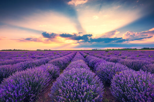 True English Lavender (Lavandula angustifolia) Seeds – 500 ct