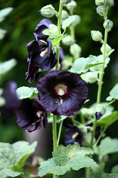 Black Hollyhock (Alcea rosea 'Nigra') Seeds – 25 ct