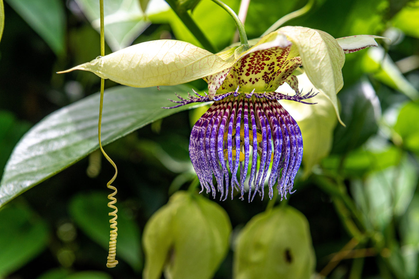 20 Purple Passion Fruit (Granadilla Passiflora Edulis ) Seeds