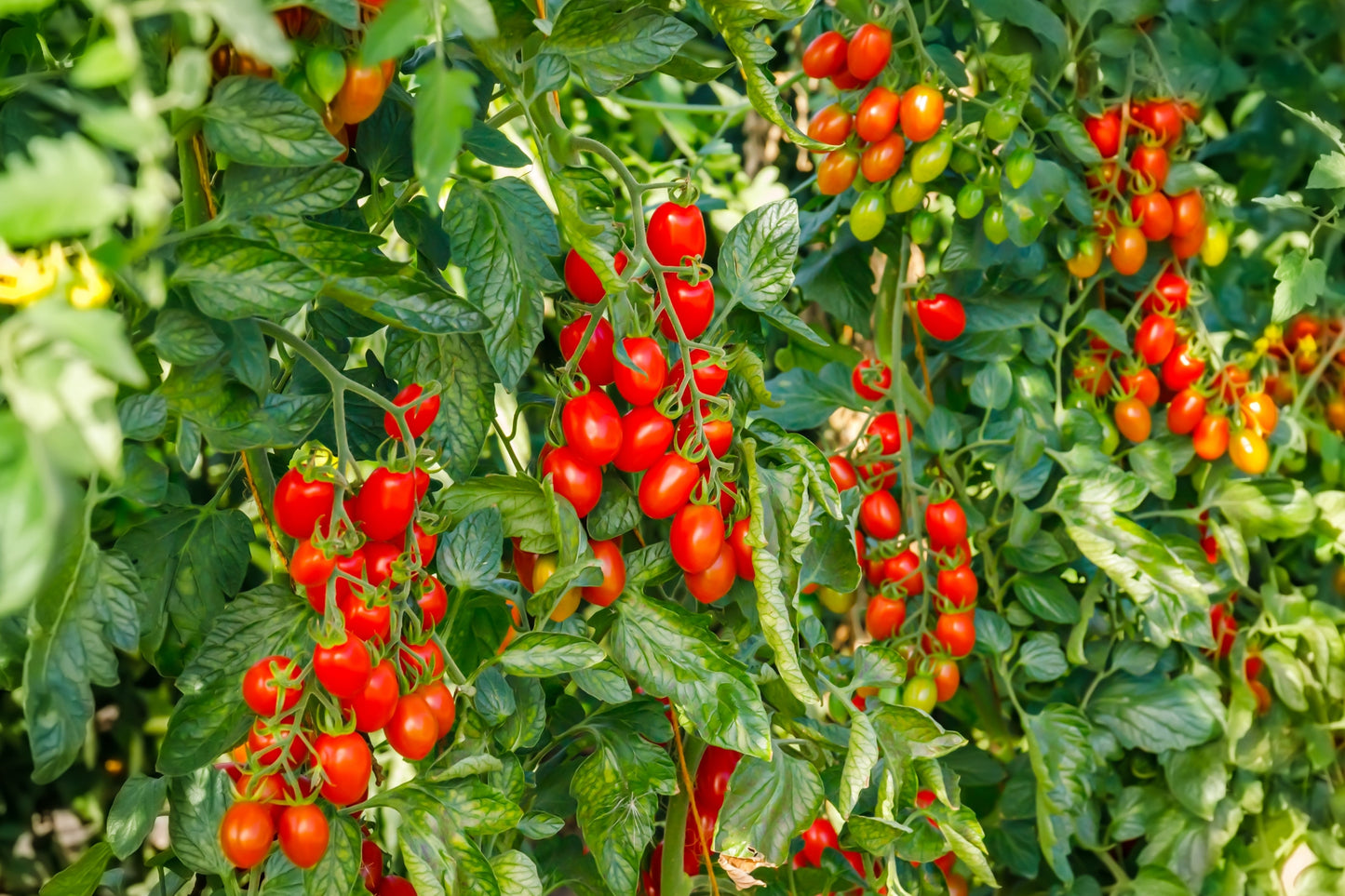 500 Roma Tomato (Lycopersicon Lycopersicum) Seeds